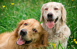 意昂3平台注册狗脸关键点标注技术引发行业关注